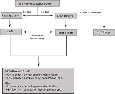 MALDI-TOF Mass Spectrometry as a Rapid Screening Alternative for Non-tuberculous Mycobacterial Species Identification in the Veterinary Laboratory